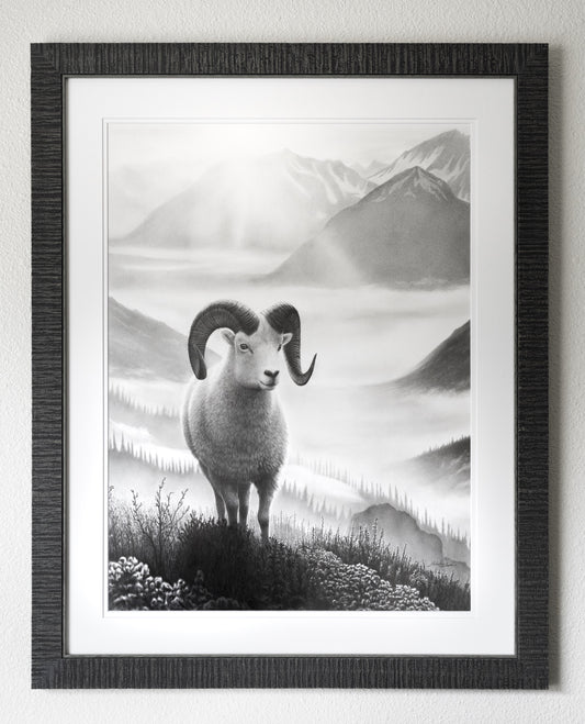 Ovis